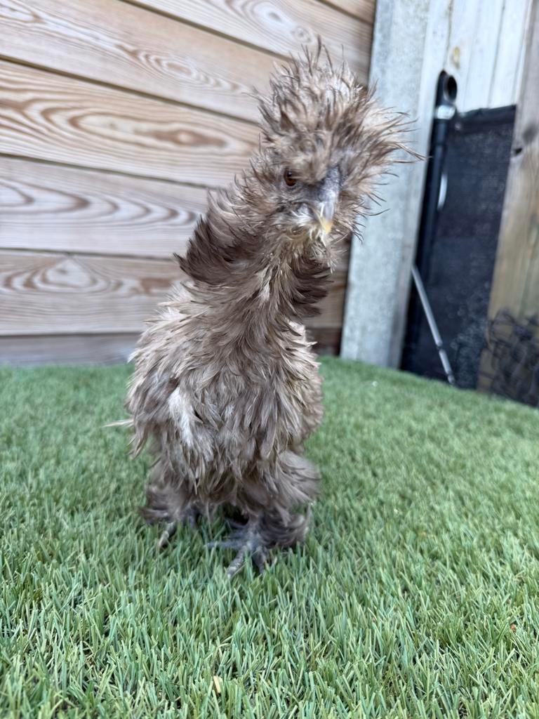 Usa zijdehoender krulveer  hen, Dieren en Toebehoren