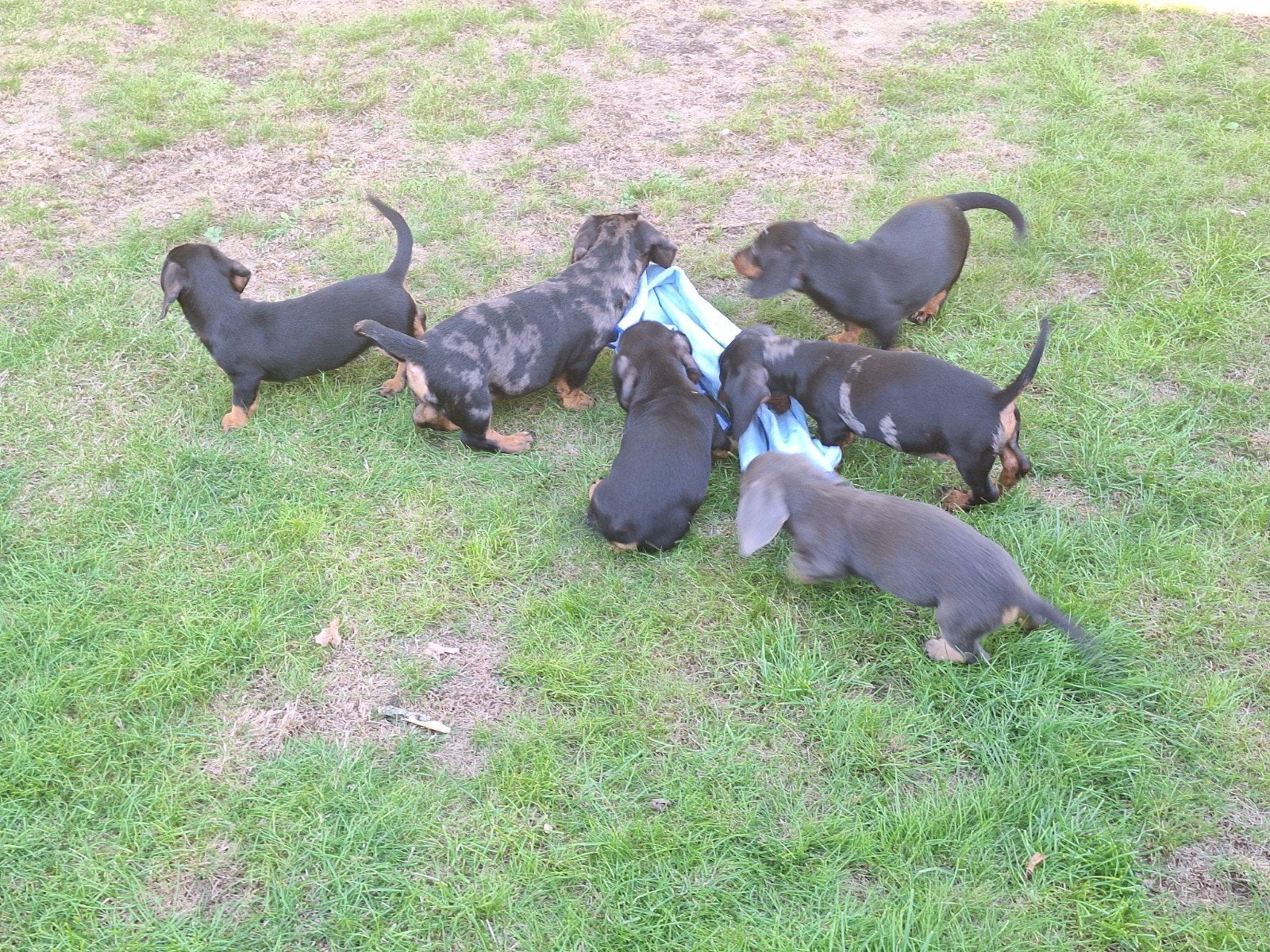 Dwergteckel puppy's, Poils courts, Maladie de Carré (chiens), Belgique, Plusieurs