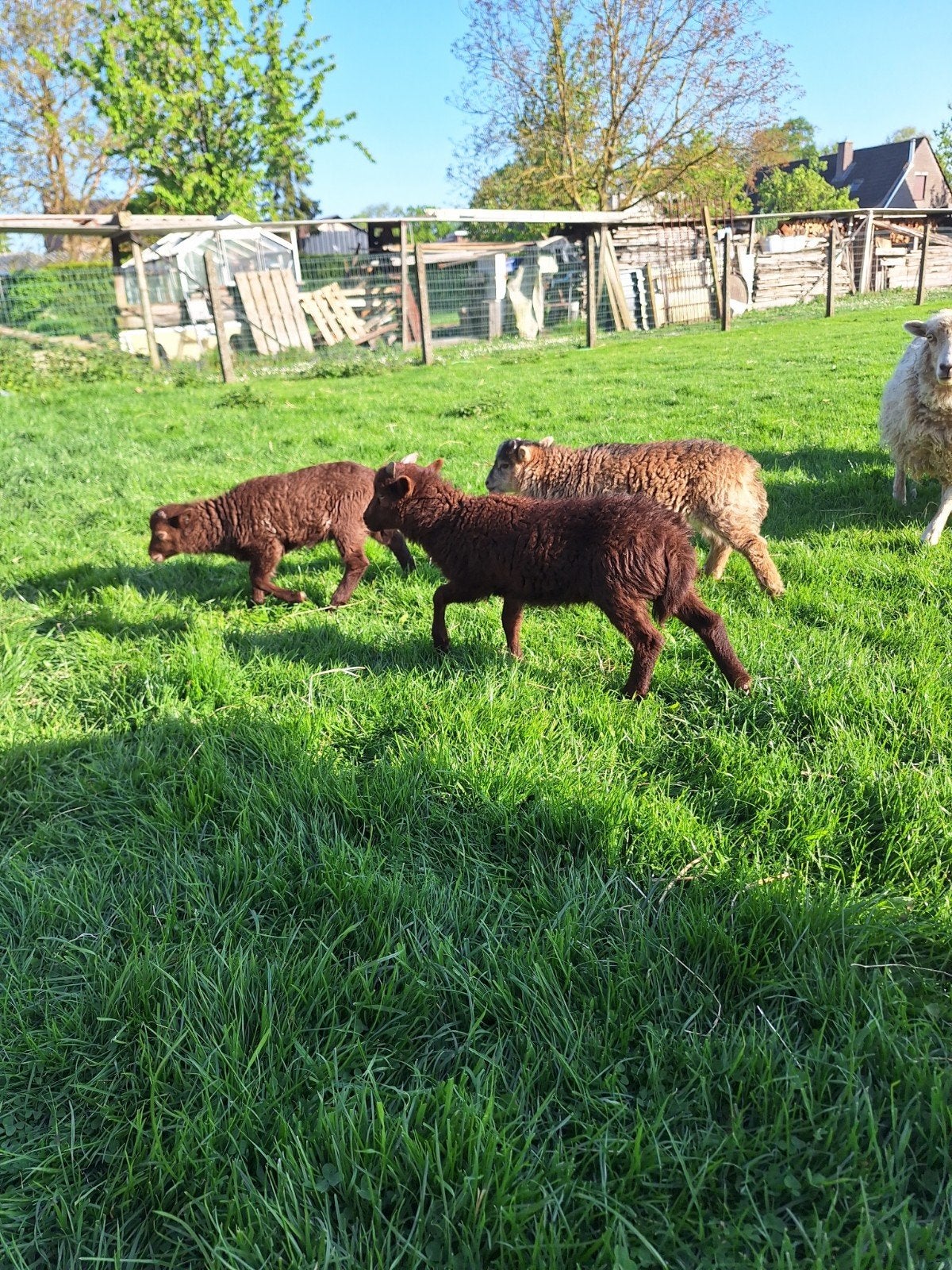 2 rammen te koop nu een half jaar oud, Animaux & Accessoires