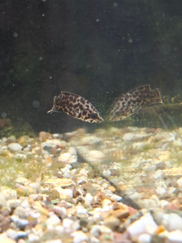 Luipaard Klimbaars 3cm