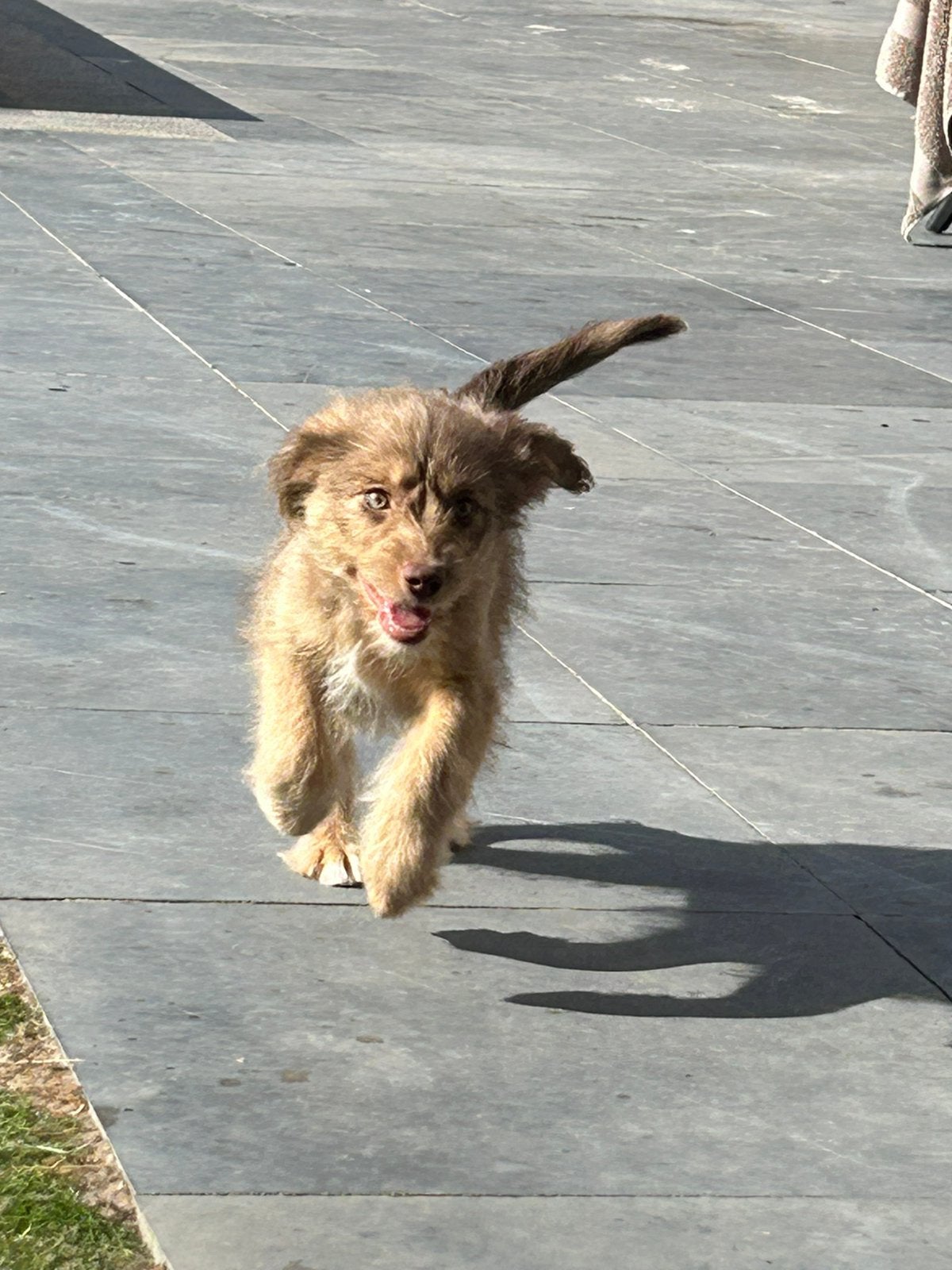 Mini doodle teefje, Dieren en Toebehoren, België, Reu, 8 tot 15 weken, Parvo