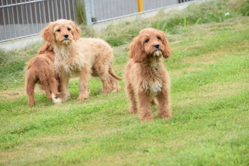 Cavapoo pups nieuw nestje, Dieren en Toebehoren, België, 15 weken tot 1 jaar, Parvo, Meerdere