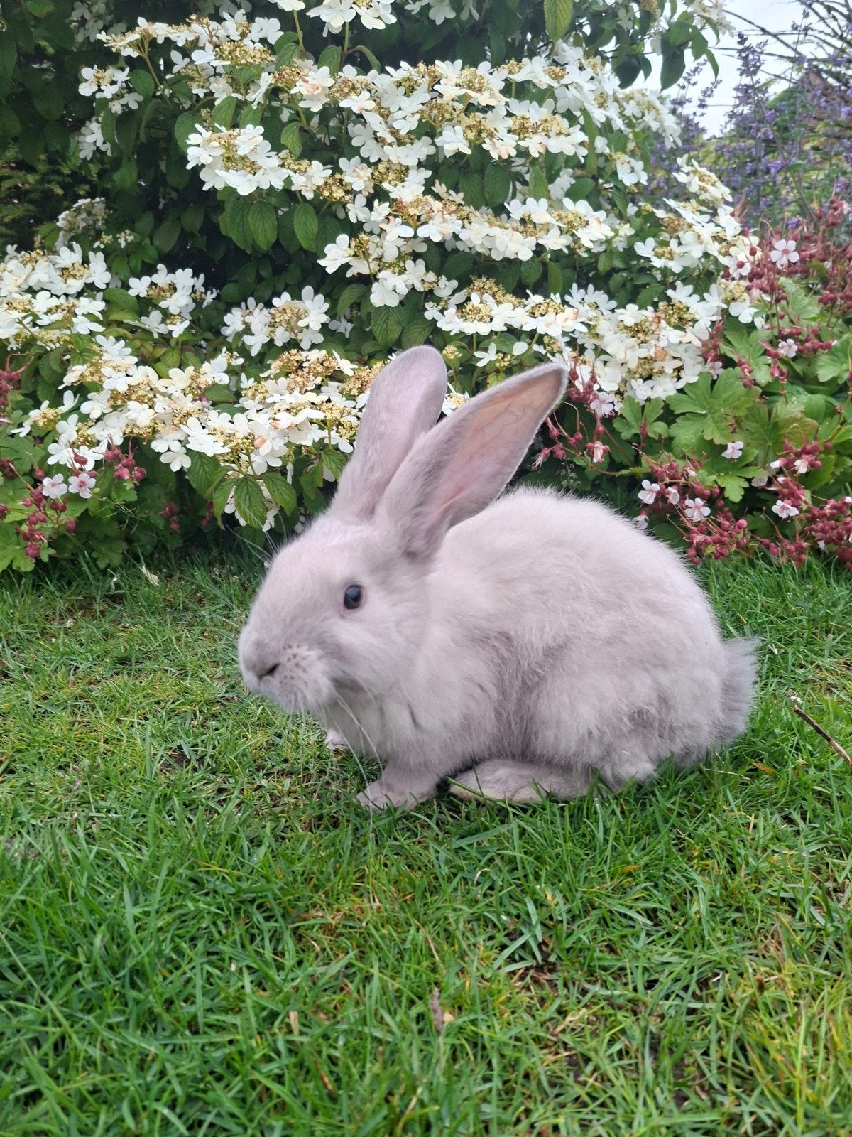 Duitse reus voedster, Animaux & Accessoires, Lapins, Grand, Femelle, 0 à 2 ans