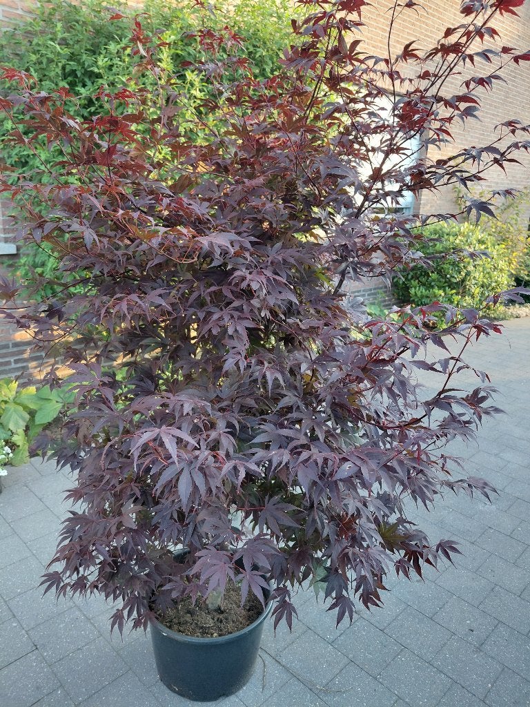 Acer Bloodgood, Tuin en Terras, Ophalen, Halfschaduw