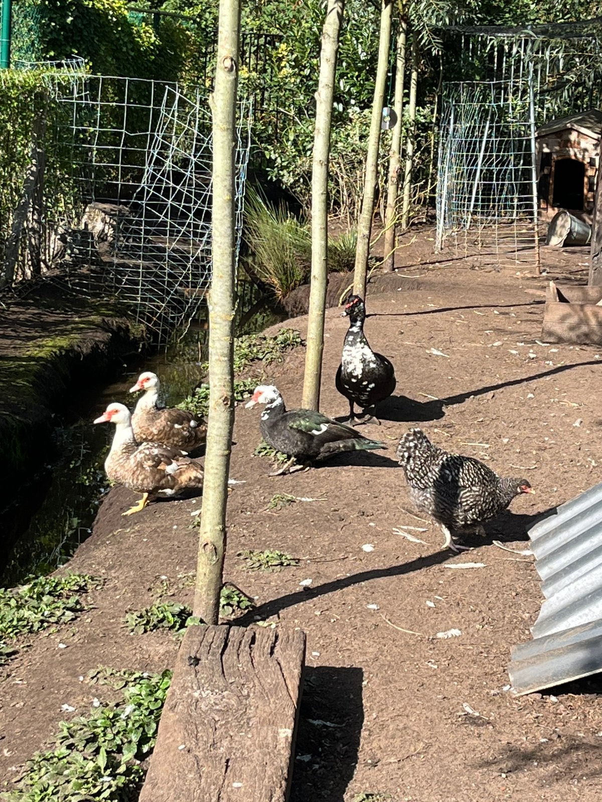 Barberie eenden mannetje 3 jaar vrouwtjes net 1 jaar, Dieren en Toebehoren