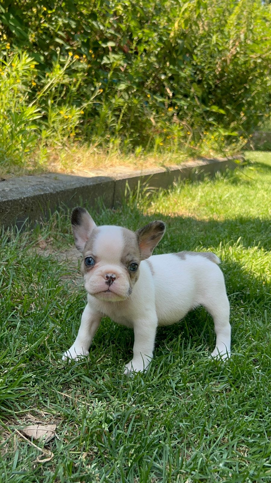 Frans Bulldog ouders aanwezig, Dieren en Toebehoren, Honden | Bulldogs, Pinschers en Molossers, Meerdere dieren, Bulldog, Particulier