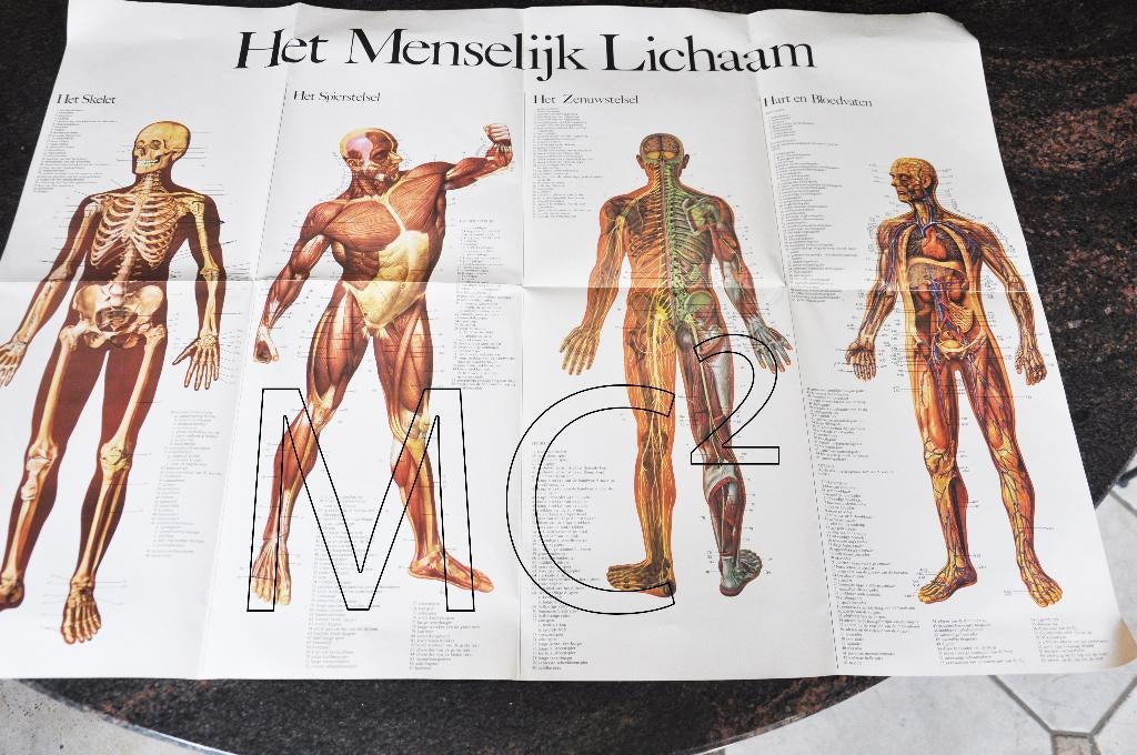 Prent / Poster : Het menselijk Lichaam, Verzenden