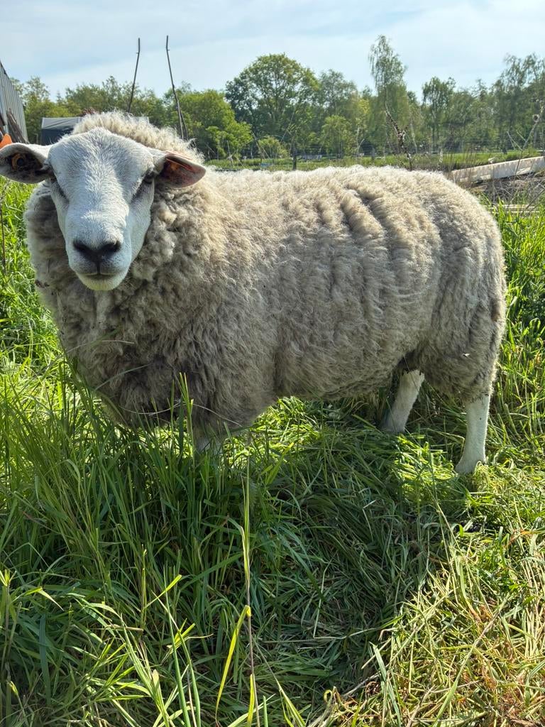Schapen bok, Schaap, 0 tot 2 jaar