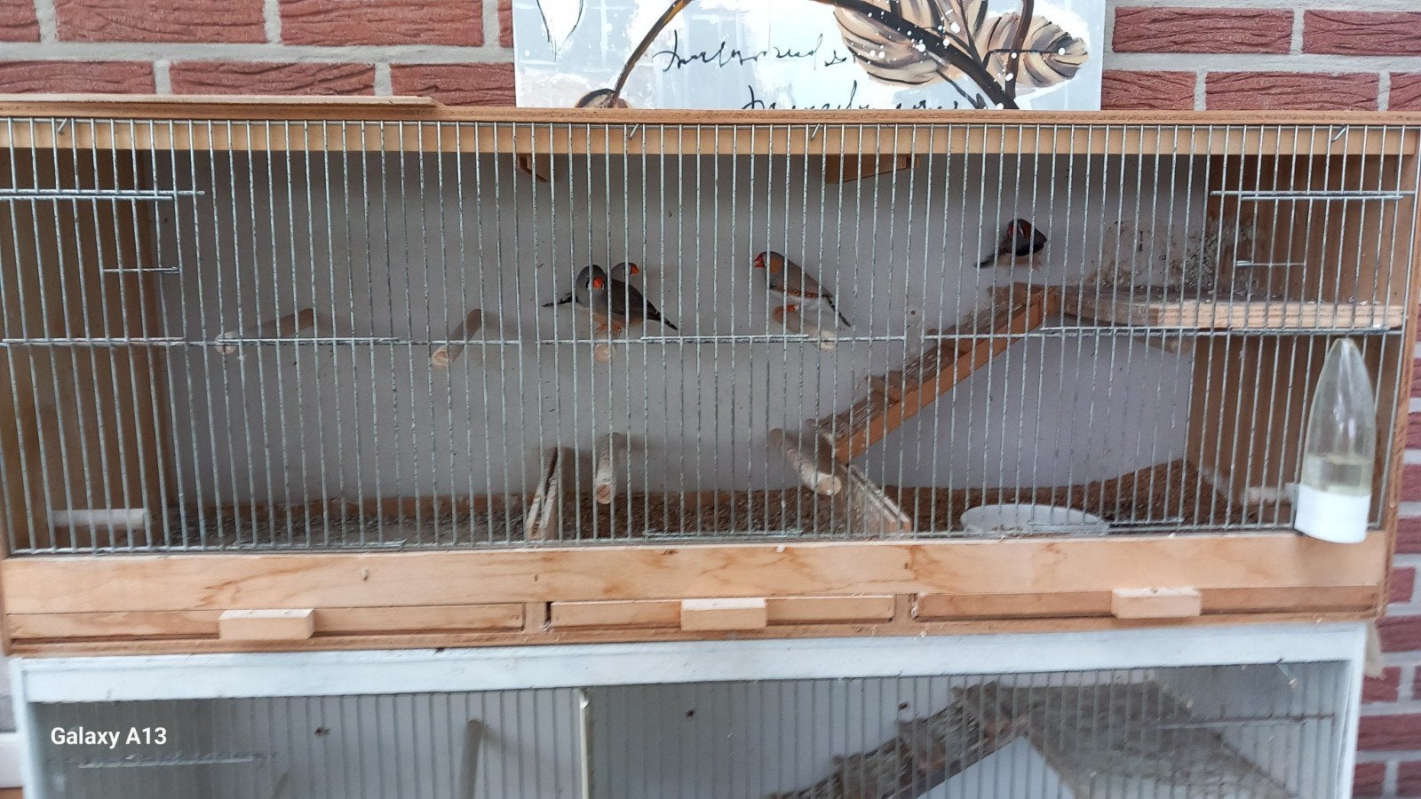 4 zebravinken met kooi., Ophalen, Gebruikt, Hout, Broedkooi of Kweekkooi