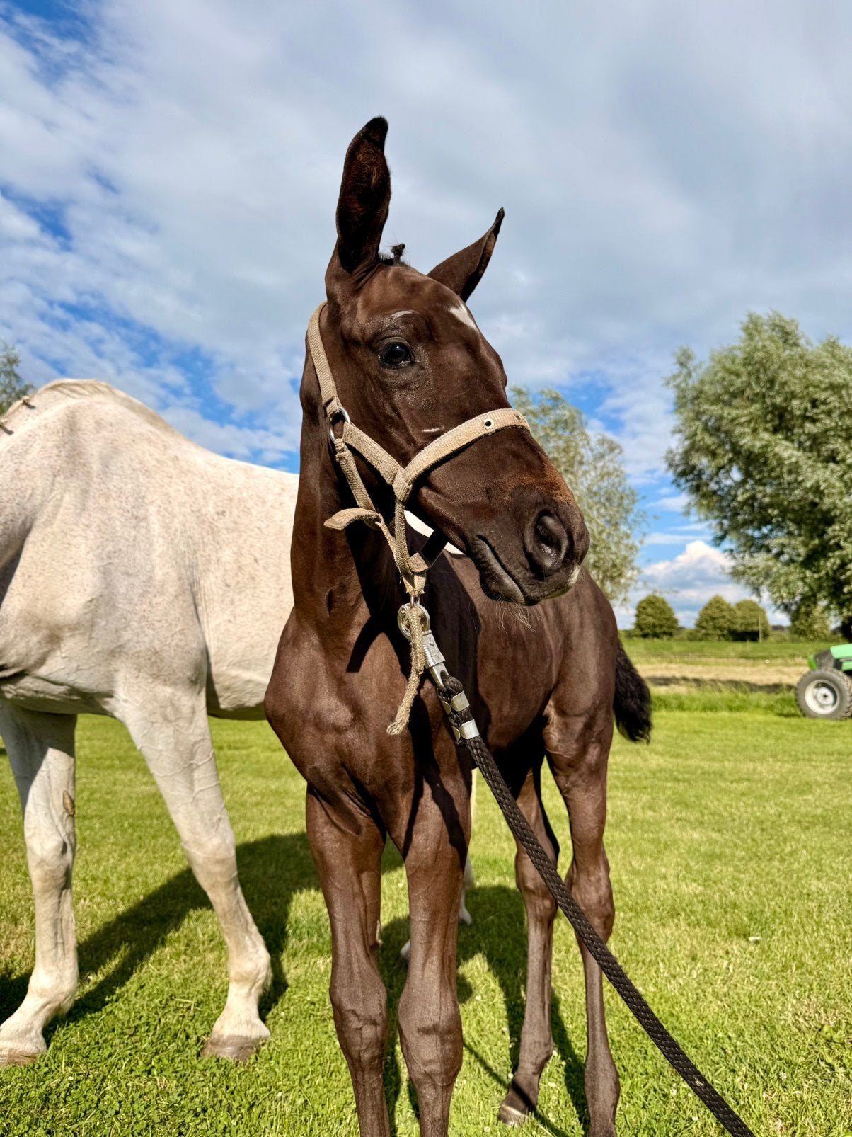 Merrieveulen uit bewezen “van Den Bisschop” moeder, Dieren en Toebehoren, Merrie, Springpaard, Minder dan 160 cm, Met stamboom
