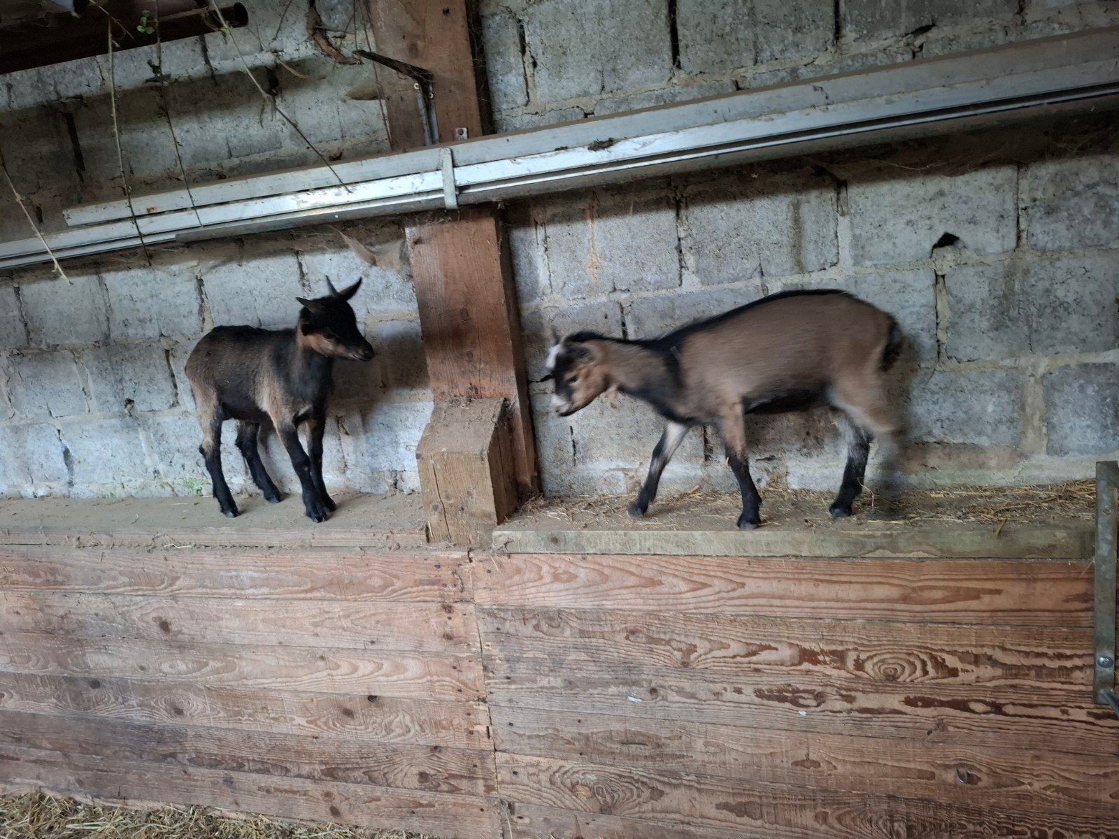 bouc 3mois