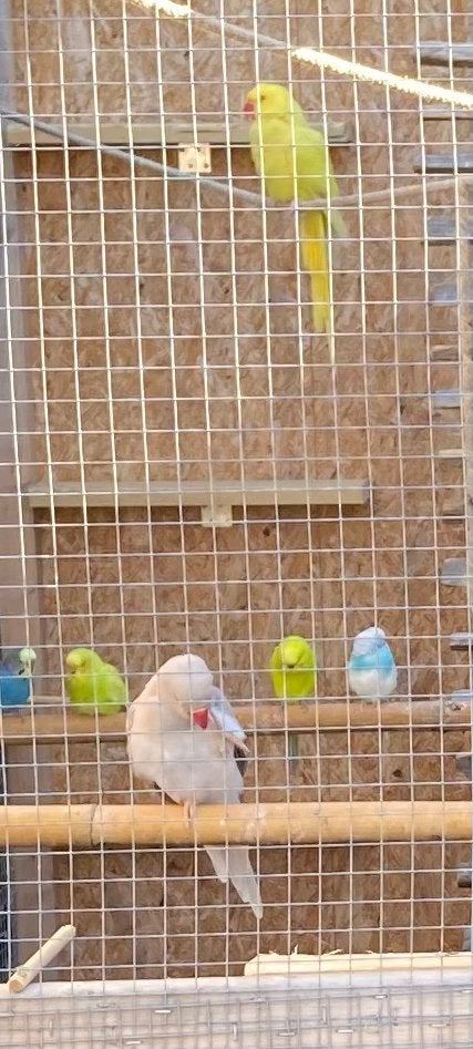 2 halsbandparkiet poppen ( geel en bruinachtig ), Dieren en Toebehoren, Vrouwelijk, Parkiet