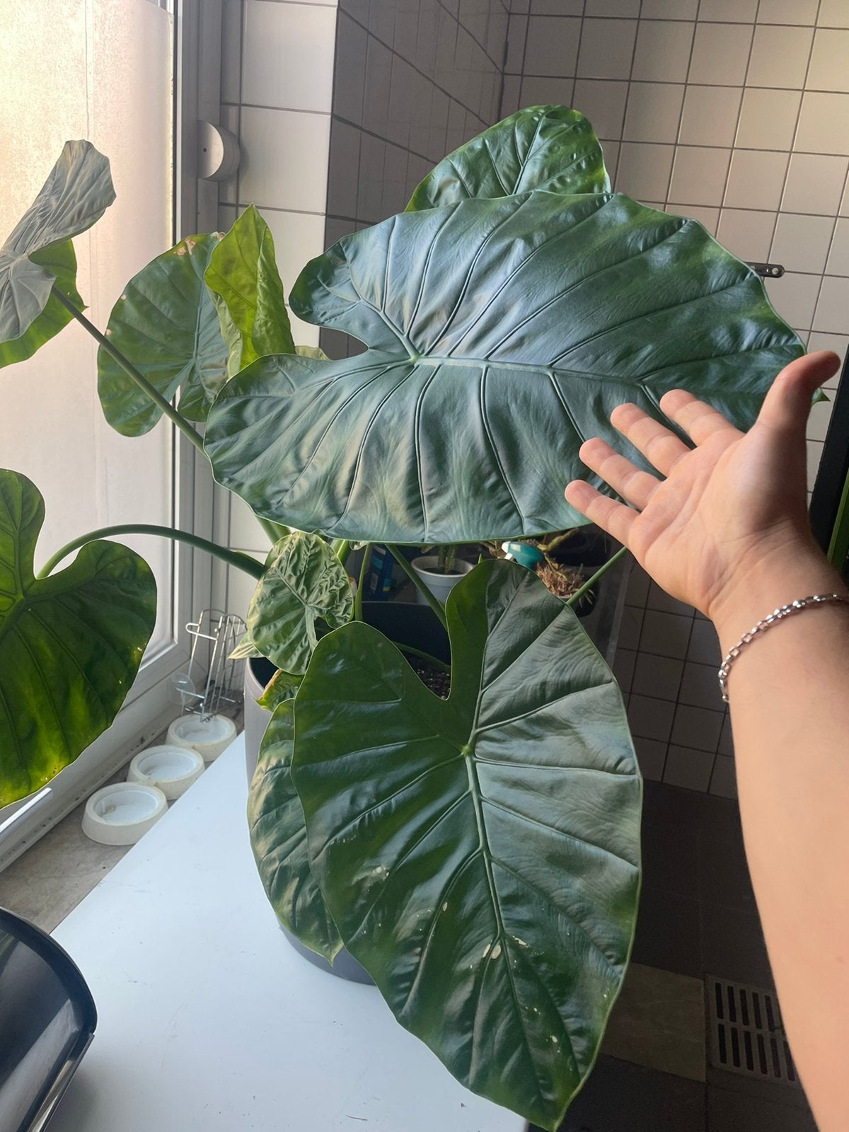 Alocasia, Huis en Inrichting, Ophalen