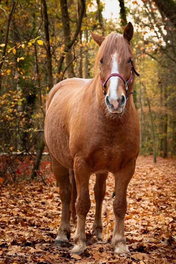 Recreatiepaard in halve stal aangeboden, Dieren en Toebehoren, Minder dan 160 cm, Ruin, Niet van toepassing, 7 tot 10 jaar