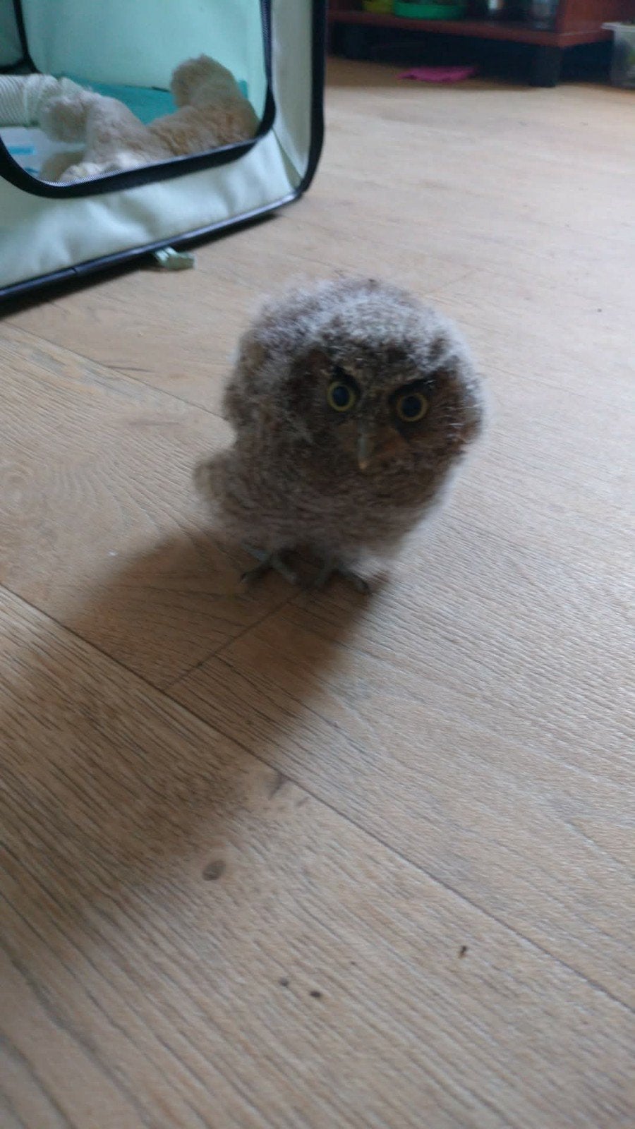 Otus choleba (tropische schreeuwuil)