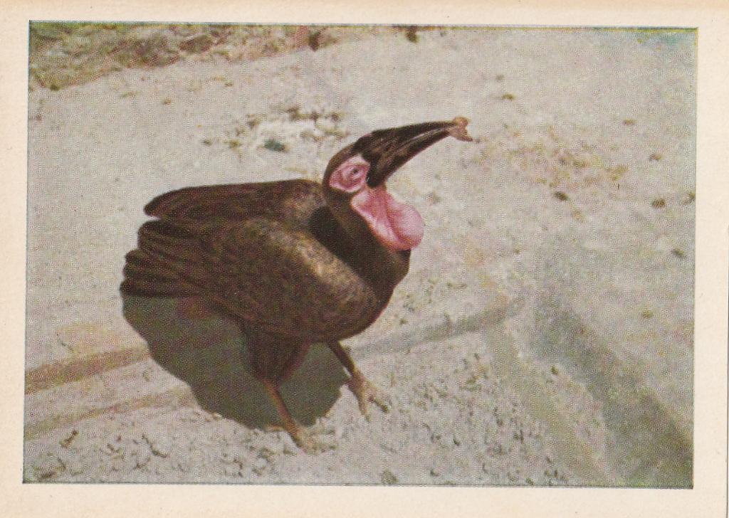 CHROMO  GRONDCALAO, Collections, Envoi, Comme neuf, Animal, Gravure