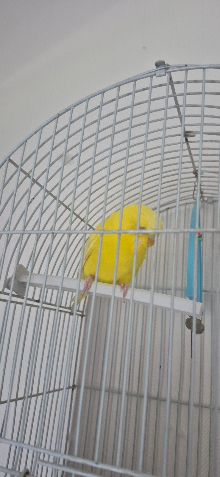 Mooie gele grasparkiet (pop) te koop met complete kooi.
Hier, Animaux & Accessoires, Perruche