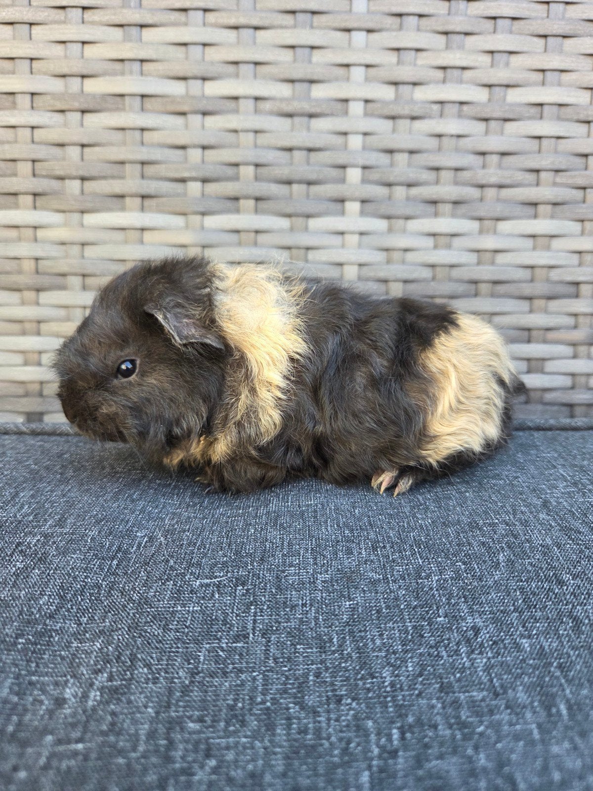 nederland jong cavia beertje, Juillet, Cobaye, Domestique