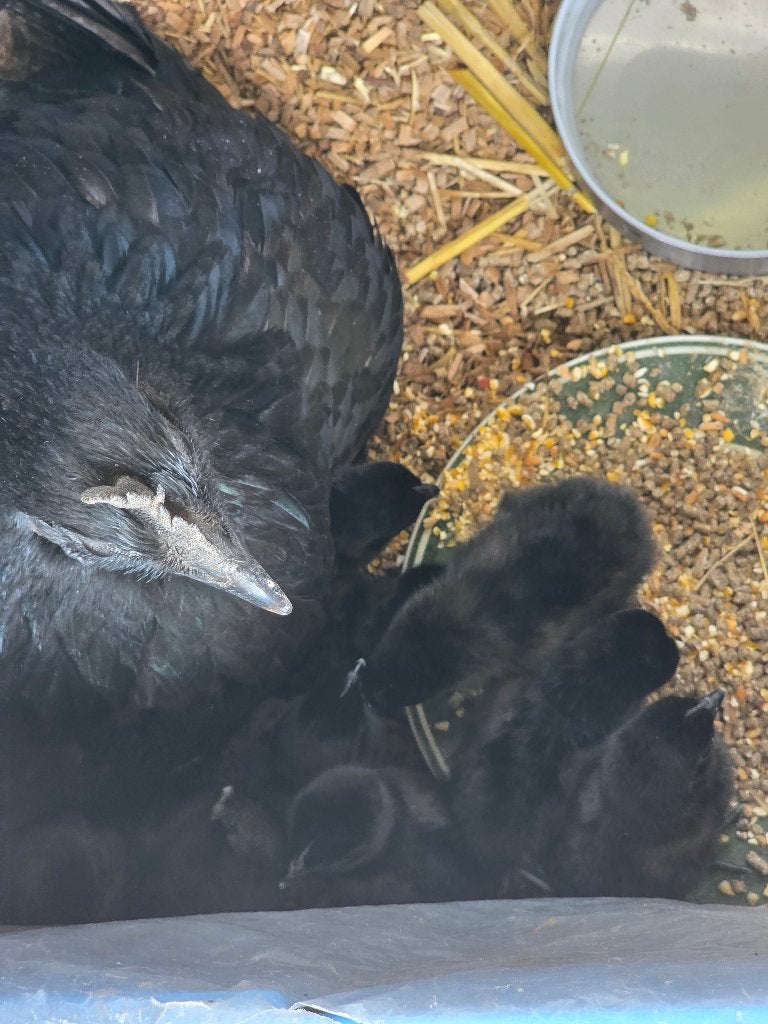 *GRATIS* Ayam Cemani kuikentjes, Dieren en Toebehoren, Pluimvee, Geslacht onbekend, Kip