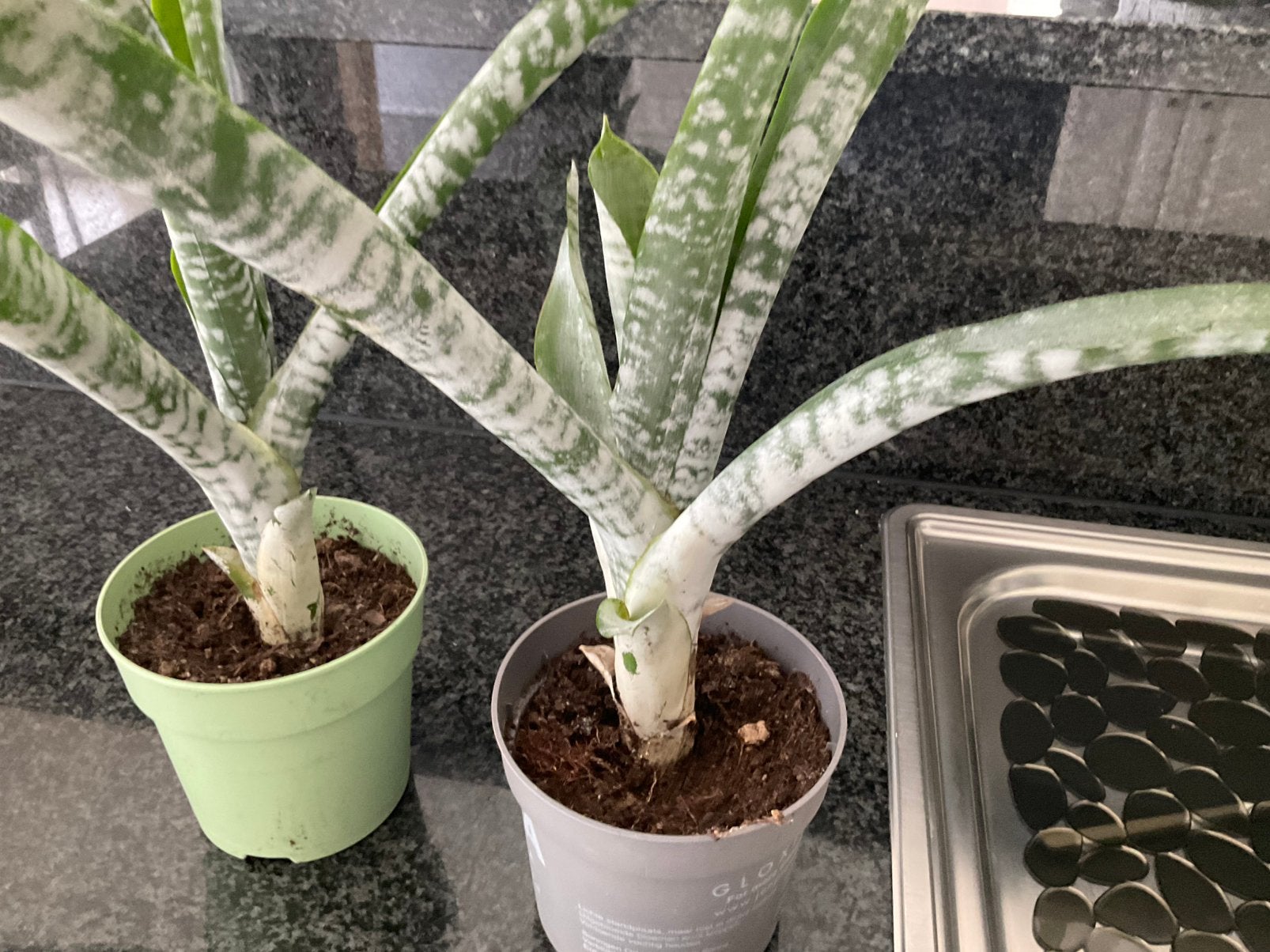 Bromelia plant, Huis en Inrichting, Kamerplanten, Ophalen