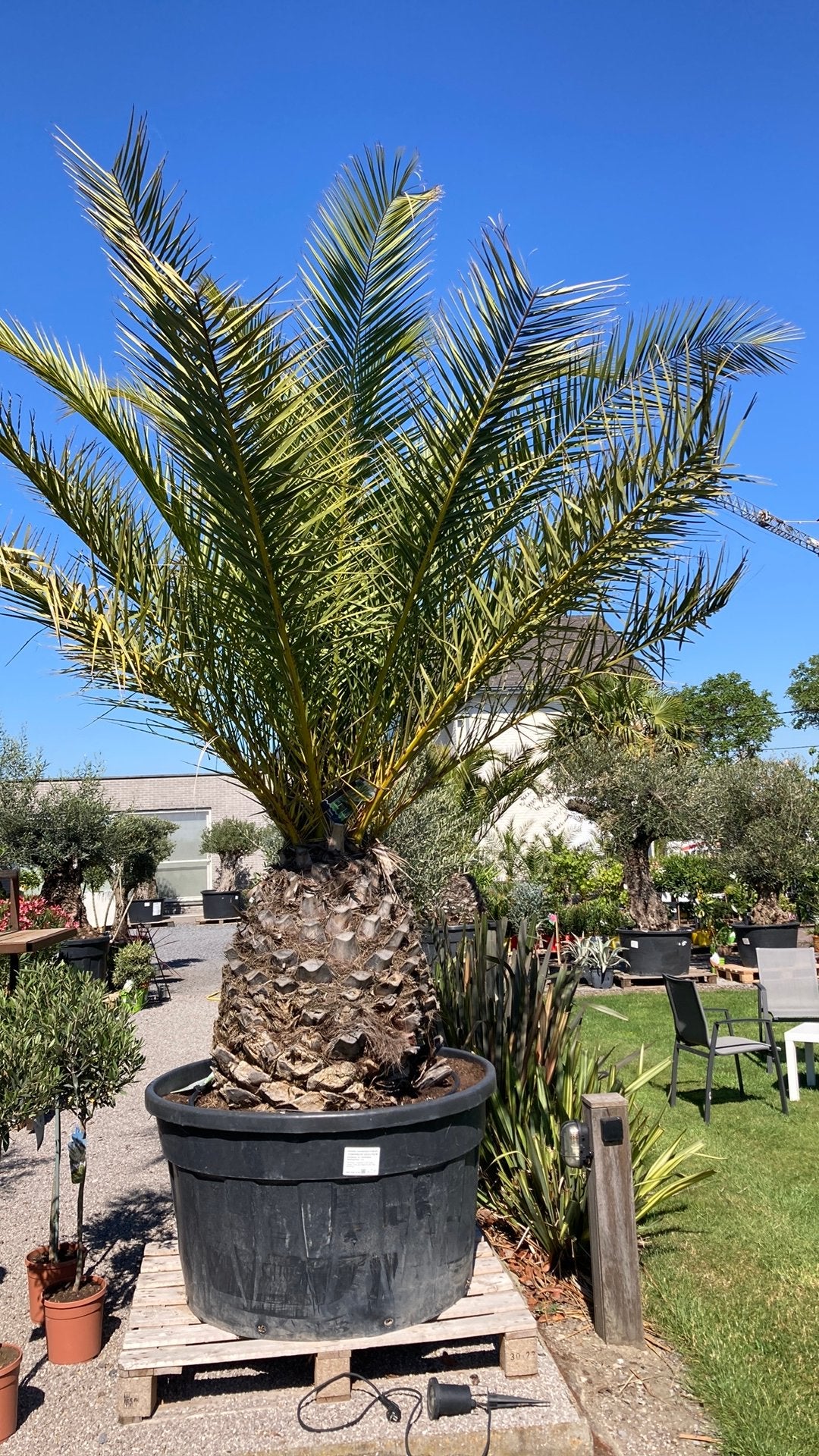 Canarische dadelpalm, Ophalen, Palmboom