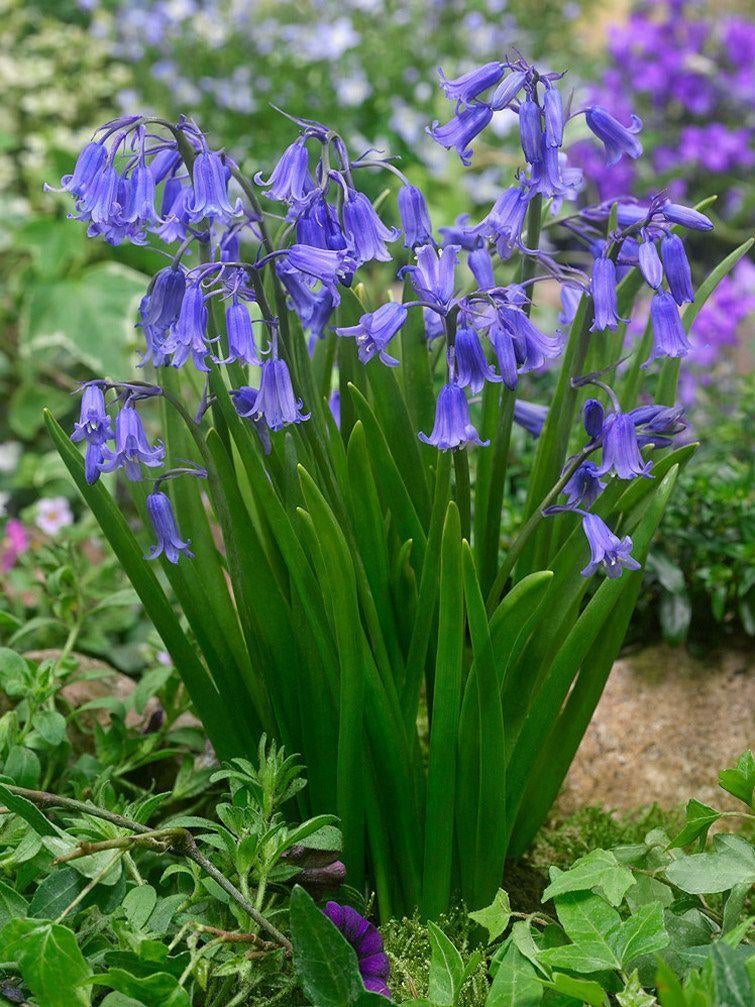 Boshyacinten, Tuin en Terras, Planten | Tuinplanten, Vaste plant, Halfschaduw, Lente, Ophalen