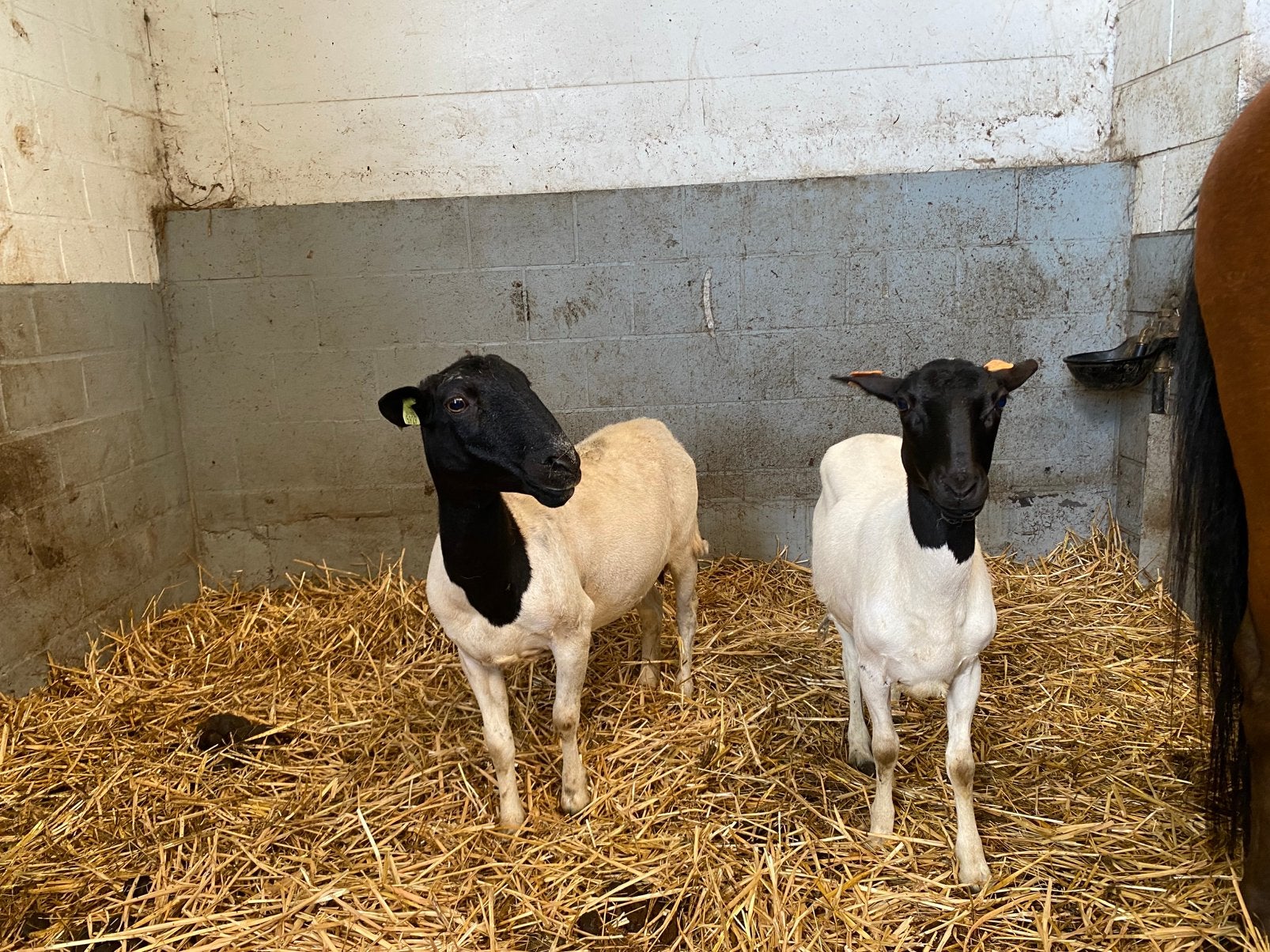 2 jonge Dorper ooien, Femelle, Mouton