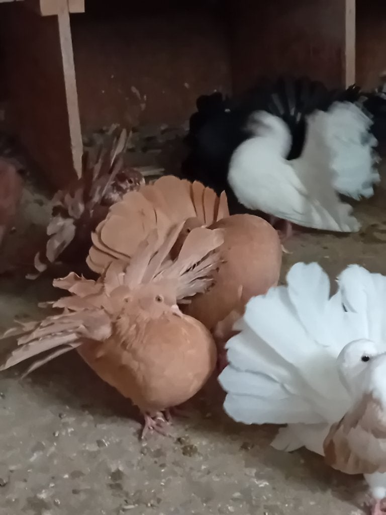 Amerikaanse pauwstaarten, Dieren en Toebehoren, Meerdere dieren, Overige soorten