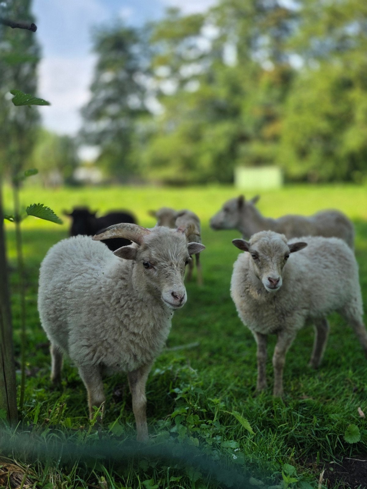 Ouessant ram te koop, Dieren en Toebehoren, Schapen, Geiten en Varkens