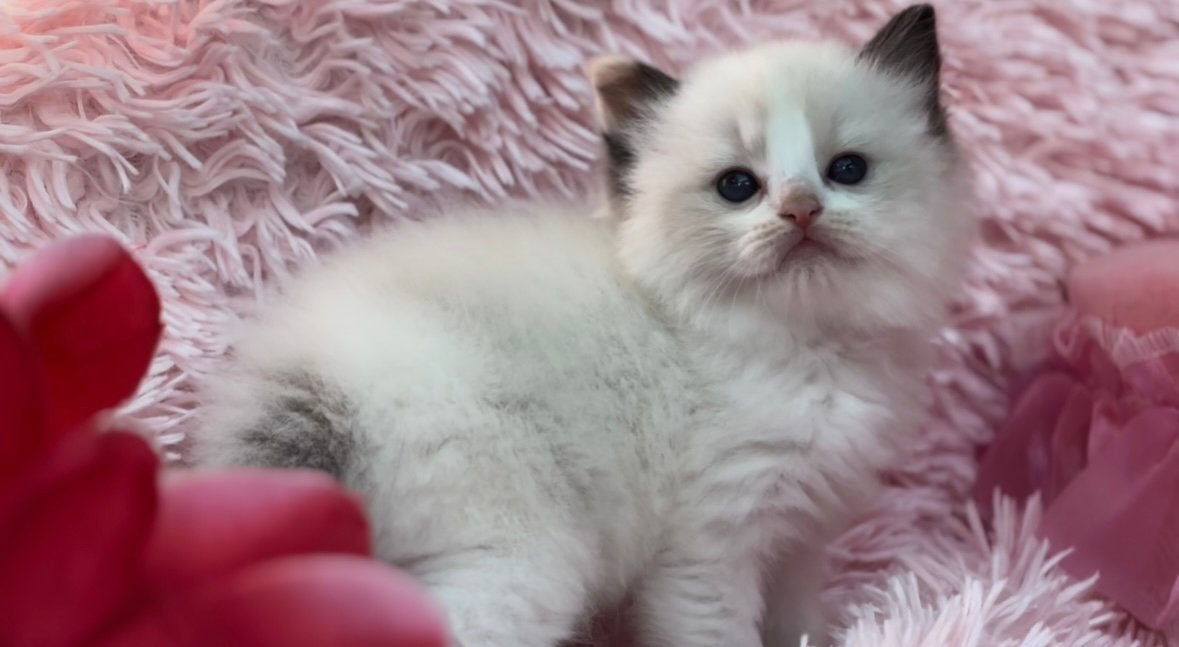 Bijzonder Ragdoll nestje ️ Blue, Red, Lynx & Tortie, Meerdere dieren, Met stamboom, 0 tot 2 jaar