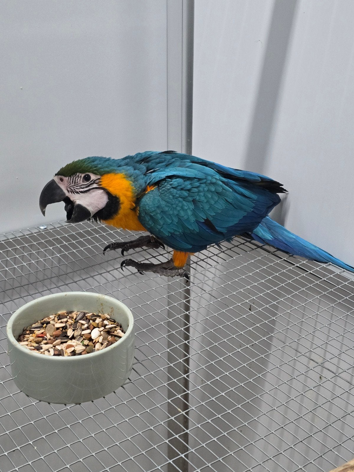 Jeune bébé ara bleu-jaune apprivoisé

Correctement bagué et, Animaux & Accessoires, Perroquet, Domestique
