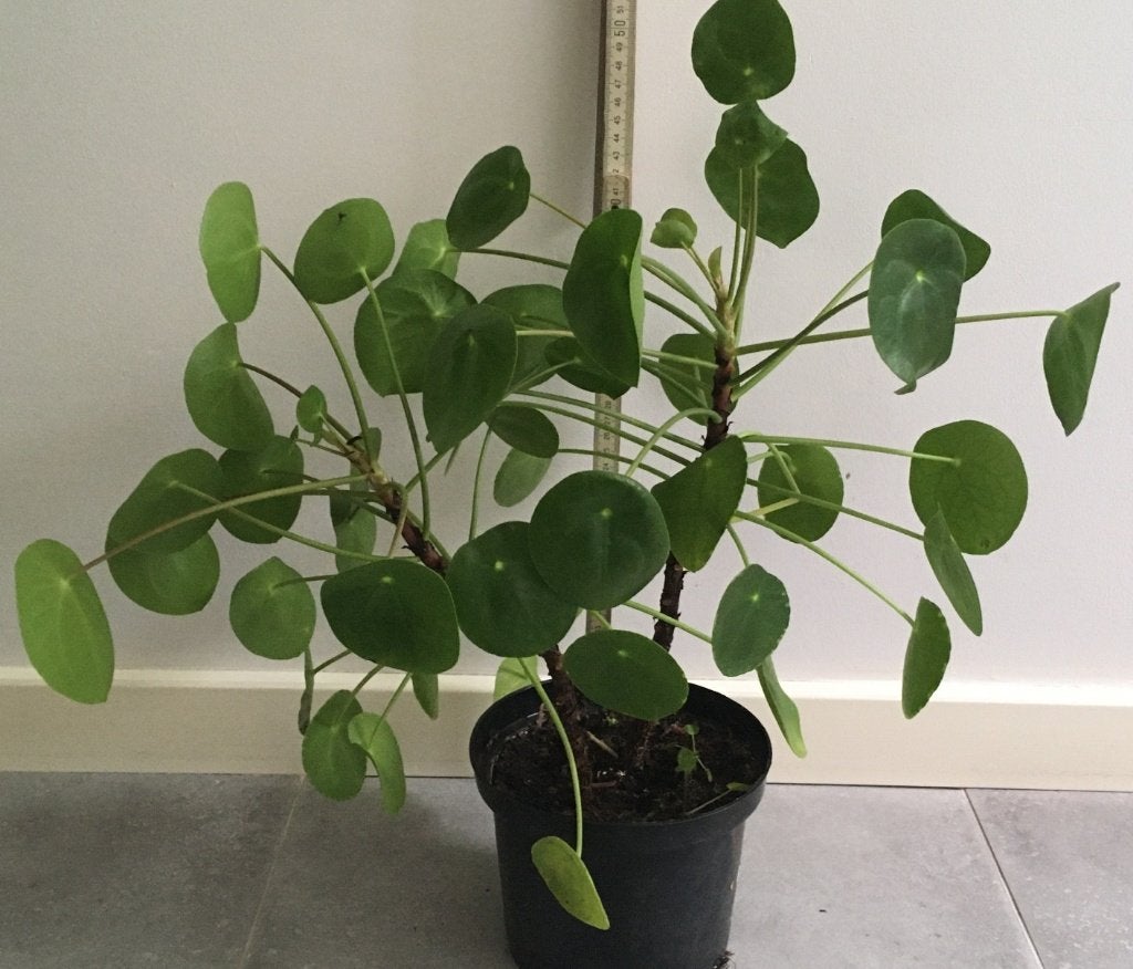 groene plantjes kamerplant voor terrarium - terraria, Ophalen