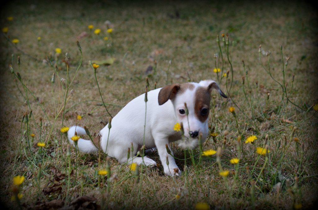 chiots Jack Russell brun/blanc, Animaux & Accessoires, Maladie de Carré (chiens), Plusieurs, Jack Russel Terrier, Belgique
