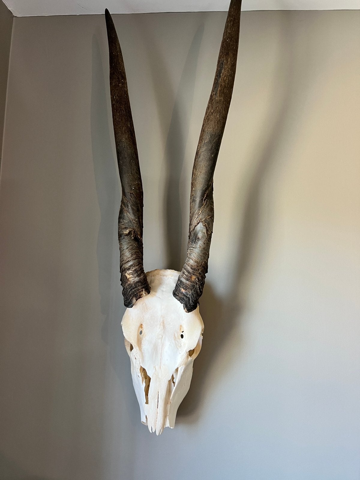 Schedel elandantilope, Verzamelen, Ophalen, Zo goed als nieuw, Schedel