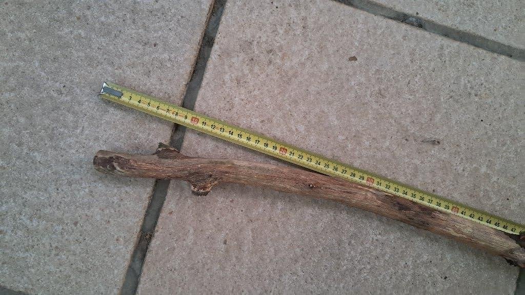 XXL Eikentak 120cm – Premium Hout voor Aquarium & Terrarium, Ophalen, Nieuw, Tak, Plant, Rots of Steen