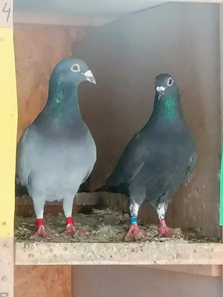 Pigeons voyageurs, Animaux & Accessoires, Plusieurs animaux, Pigeon voyageur