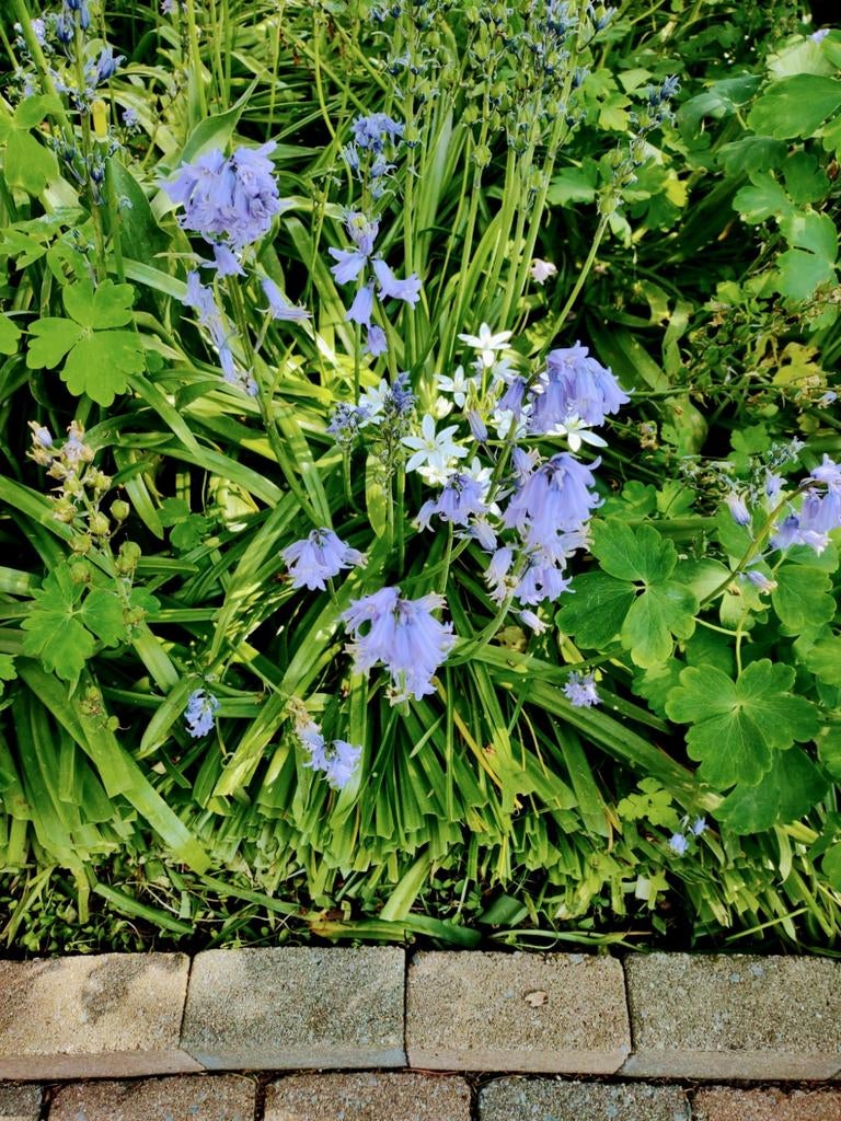 Grote partij blauwe boshyasinten (knollen)., Tuin en Terras, Bloembollen en Zaden, Ophalen of Verzenden