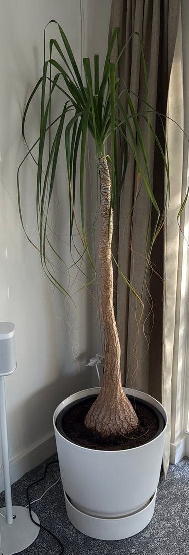 Beaucarnea of olifantspoot 180cm, Ophalen, Overige soorten, Halfschaduw, In pot