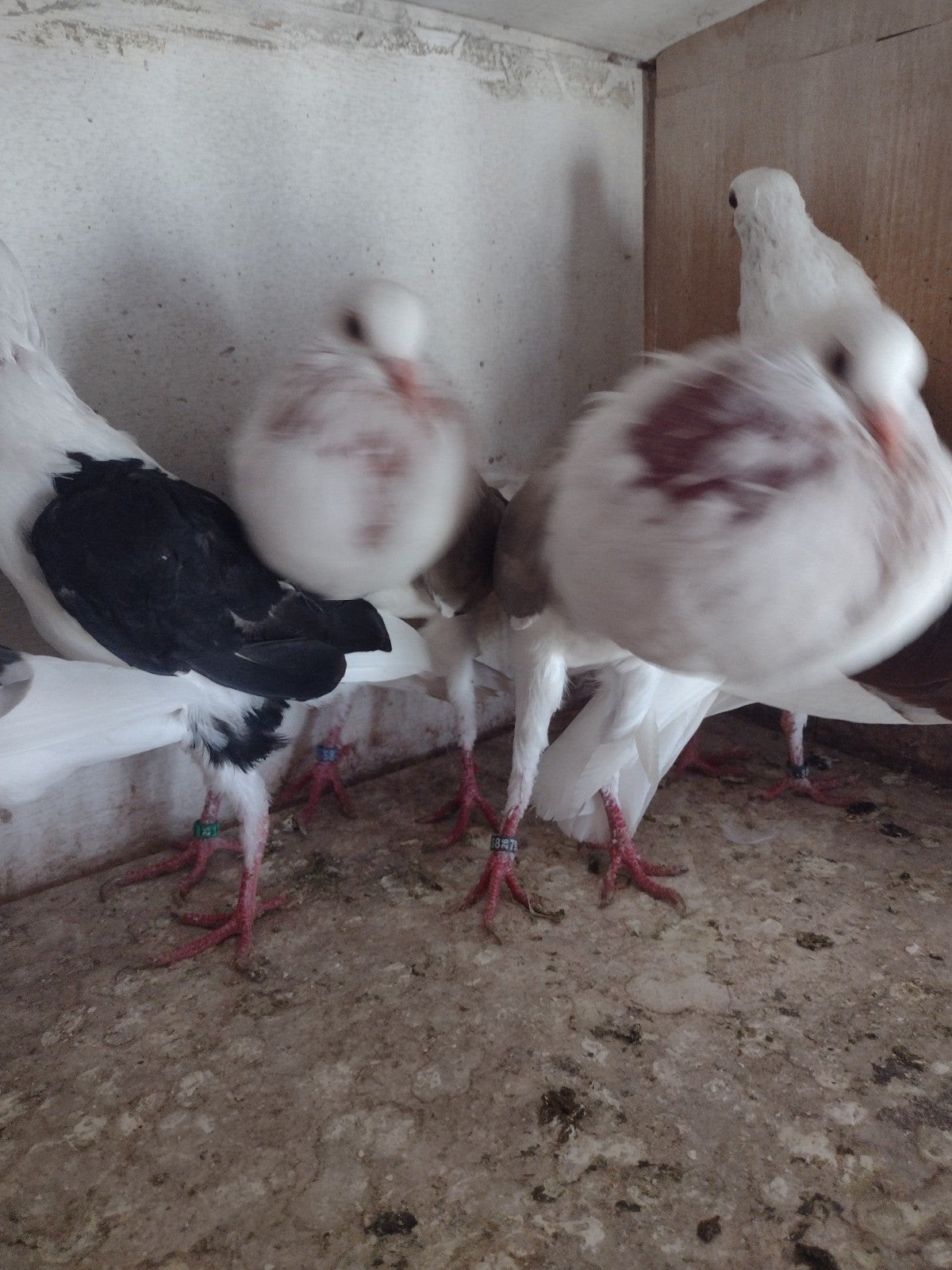 sierduiven Voorburgse Schildkoppers, Dieren en Toebehoren, Meerdere dieren, Kropper