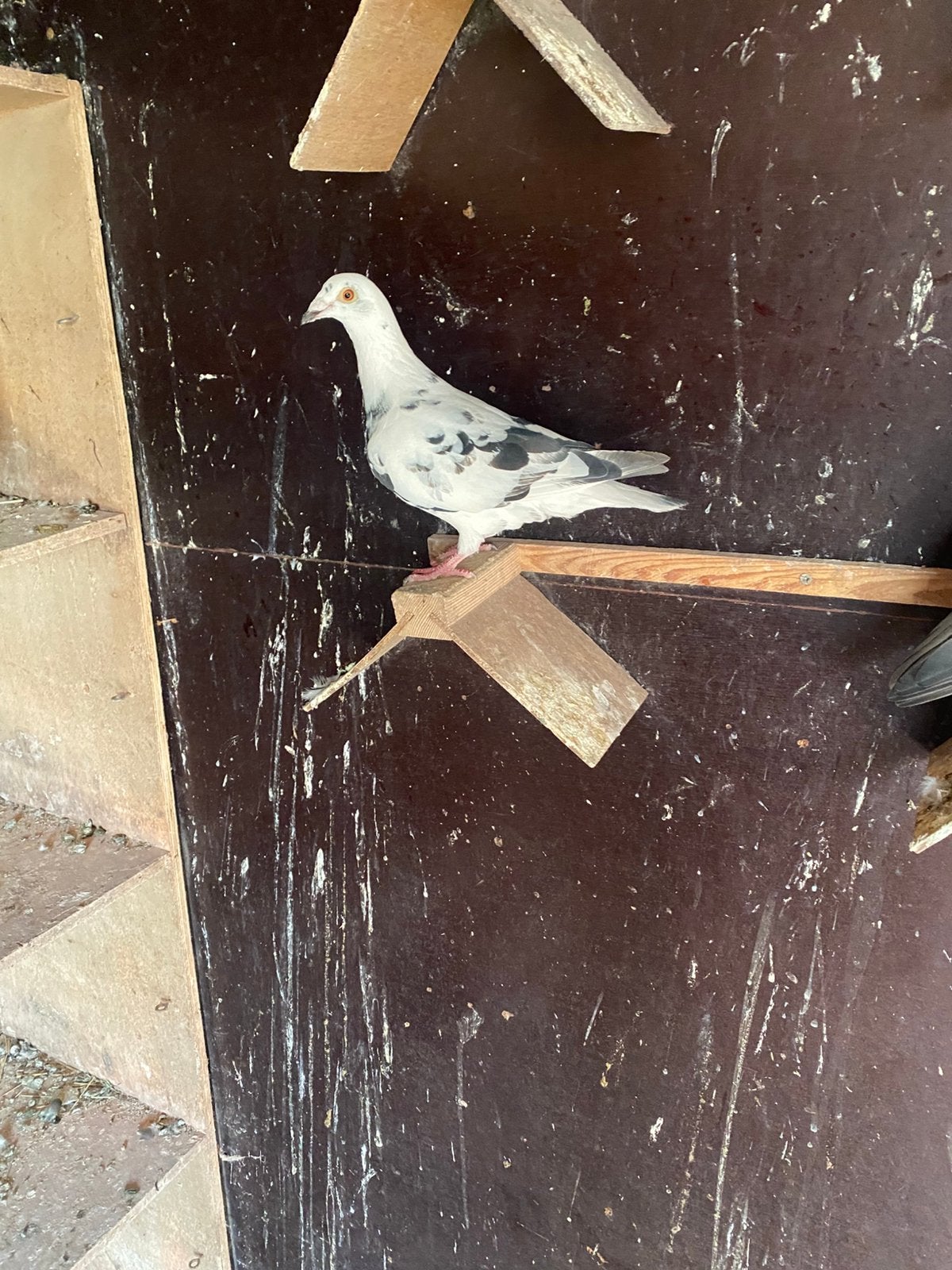 Kleur postduiven, Dieren en Toebehoren, Vogels | Duiven