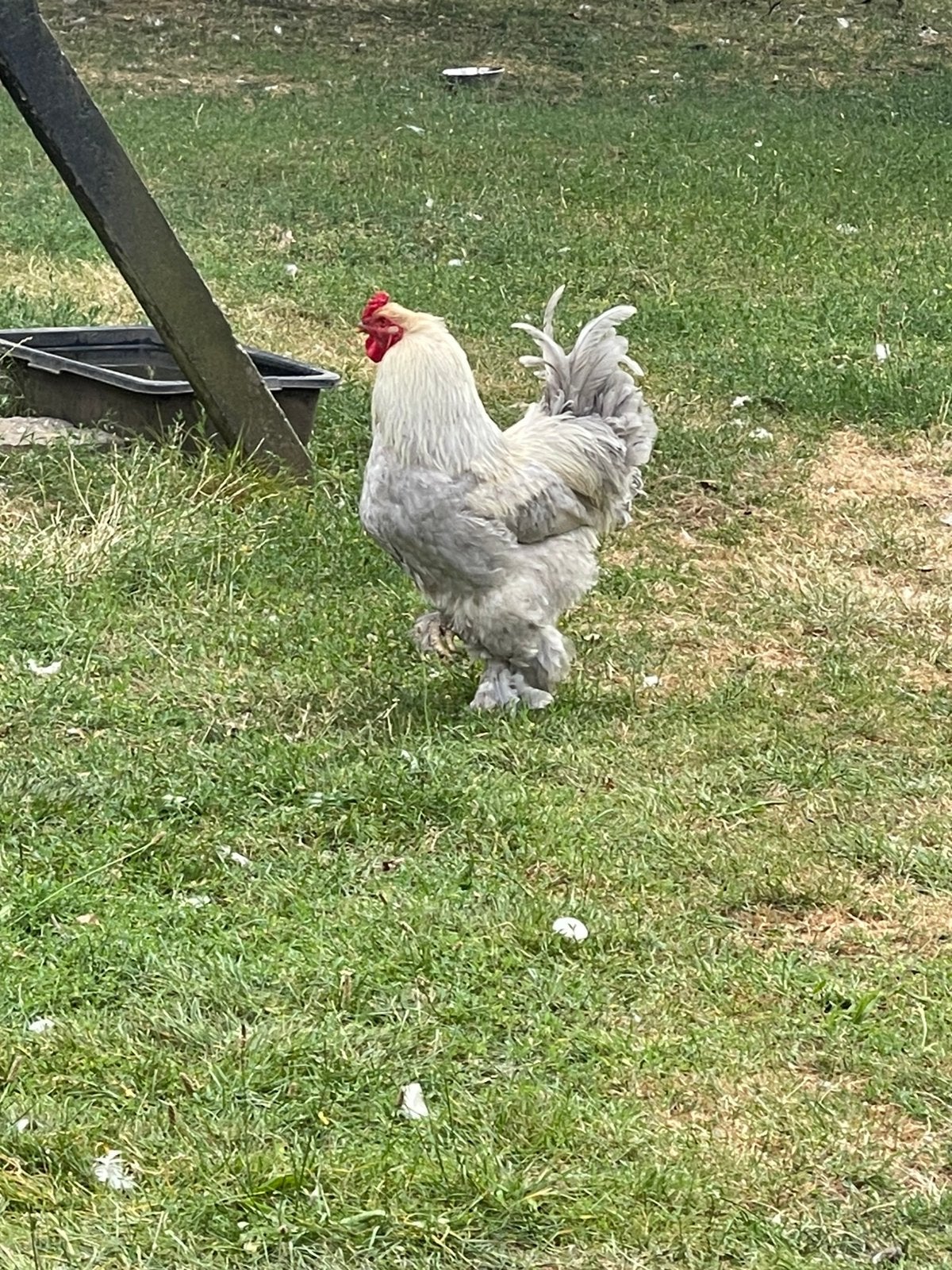 2 brahma hanen