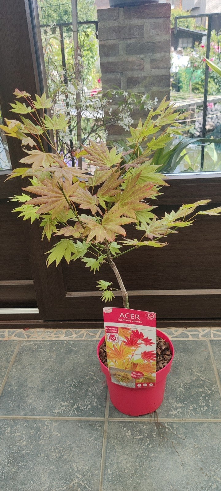 Acer-plant op Moonrise-stam, Tuin en Terras, Ophalen