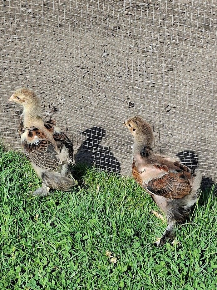 2 coqs de perdrix Brahma Gold gratuits, Mâle, Poule ou poulet