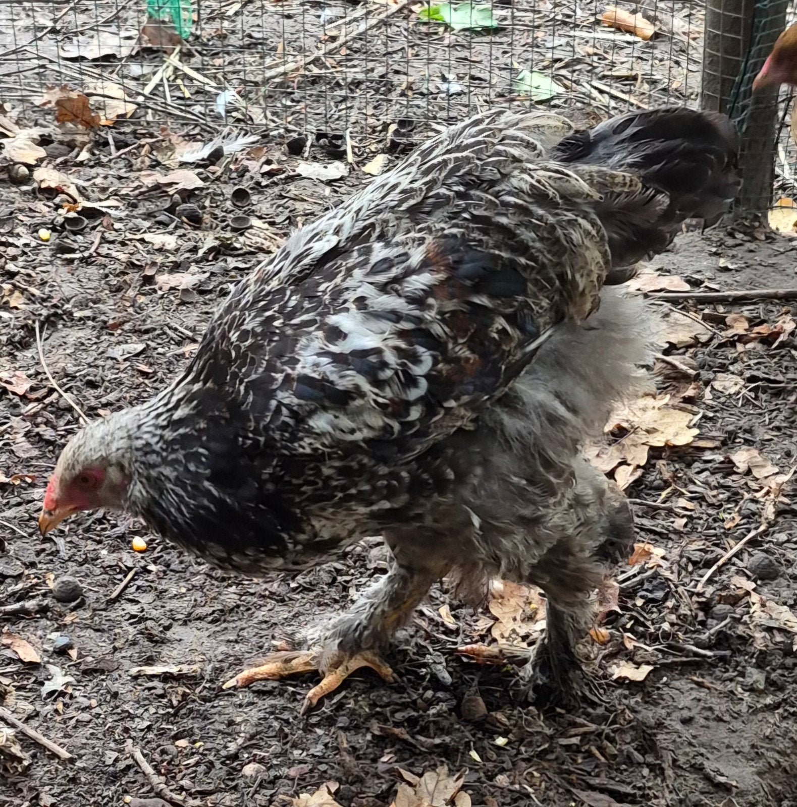brahma haan 2026, Mannelijk, Kip