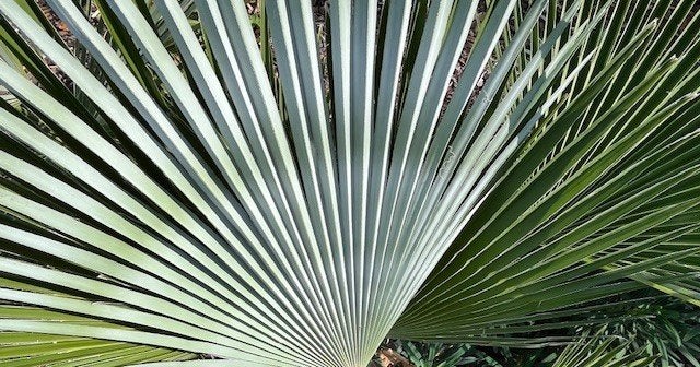 Trachycarpus princeps x wagnerianus., Tuin en Terras, Ophalen of Verzenden, Lente, Minder dan 100 cm, Palmboom
