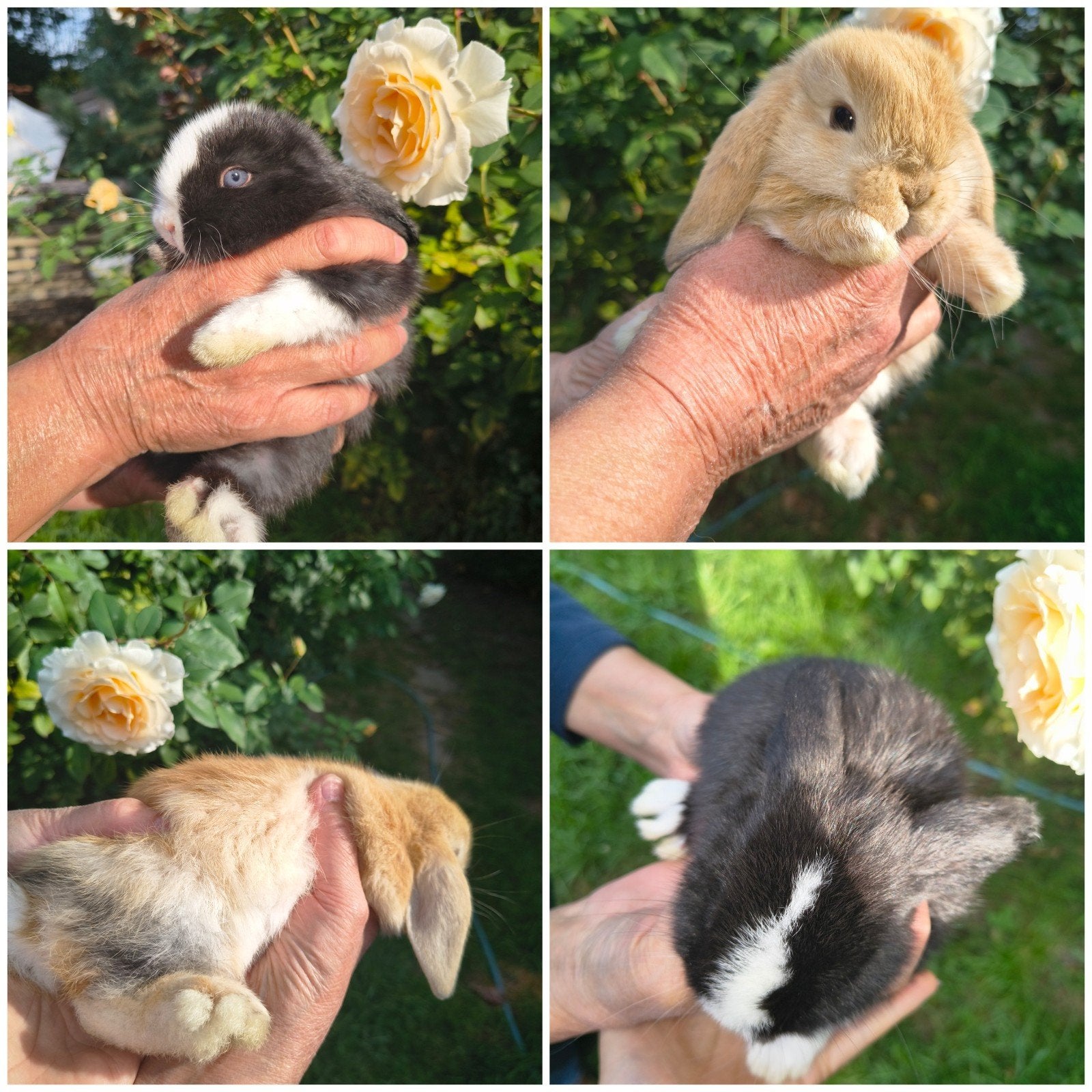 Superlief duo jonge NHD dwergkonijn tjes, Animaux & Accessoires, Plusieurs animaux, Nain, Oreilles tombantes, 0 à 2 ans