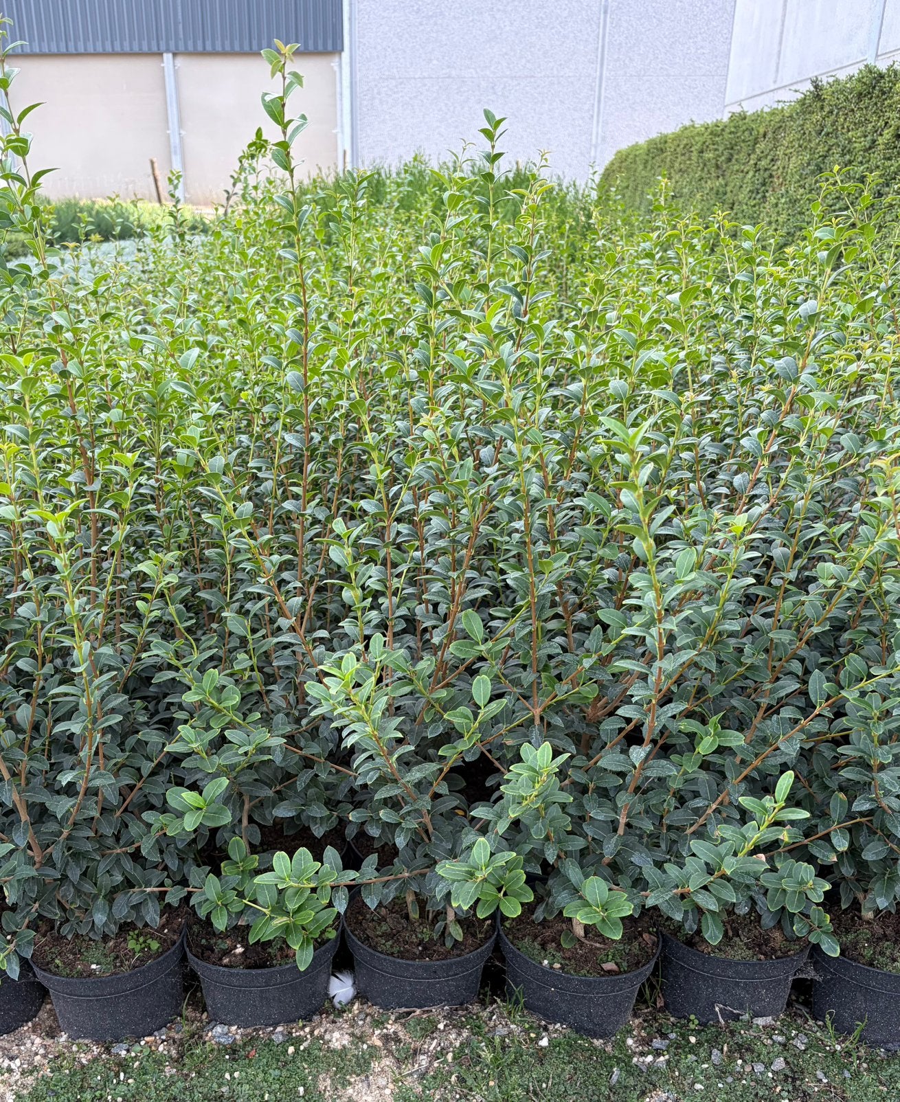‼️Osmanthus Burkwoodii in 2 liter pot‼️Alles moet weg‼️, Enlèvement, Taxus, Arbuste, Moins de 100 cm