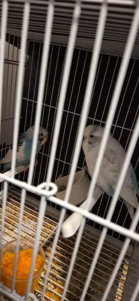 Paire de perruches, Animaux & Accessoires, Enlèvement, Comme neuf, Métal, Cage à oiseaux