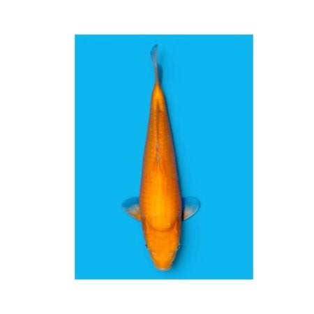 5x A koi tekoop, Karper of Koi
