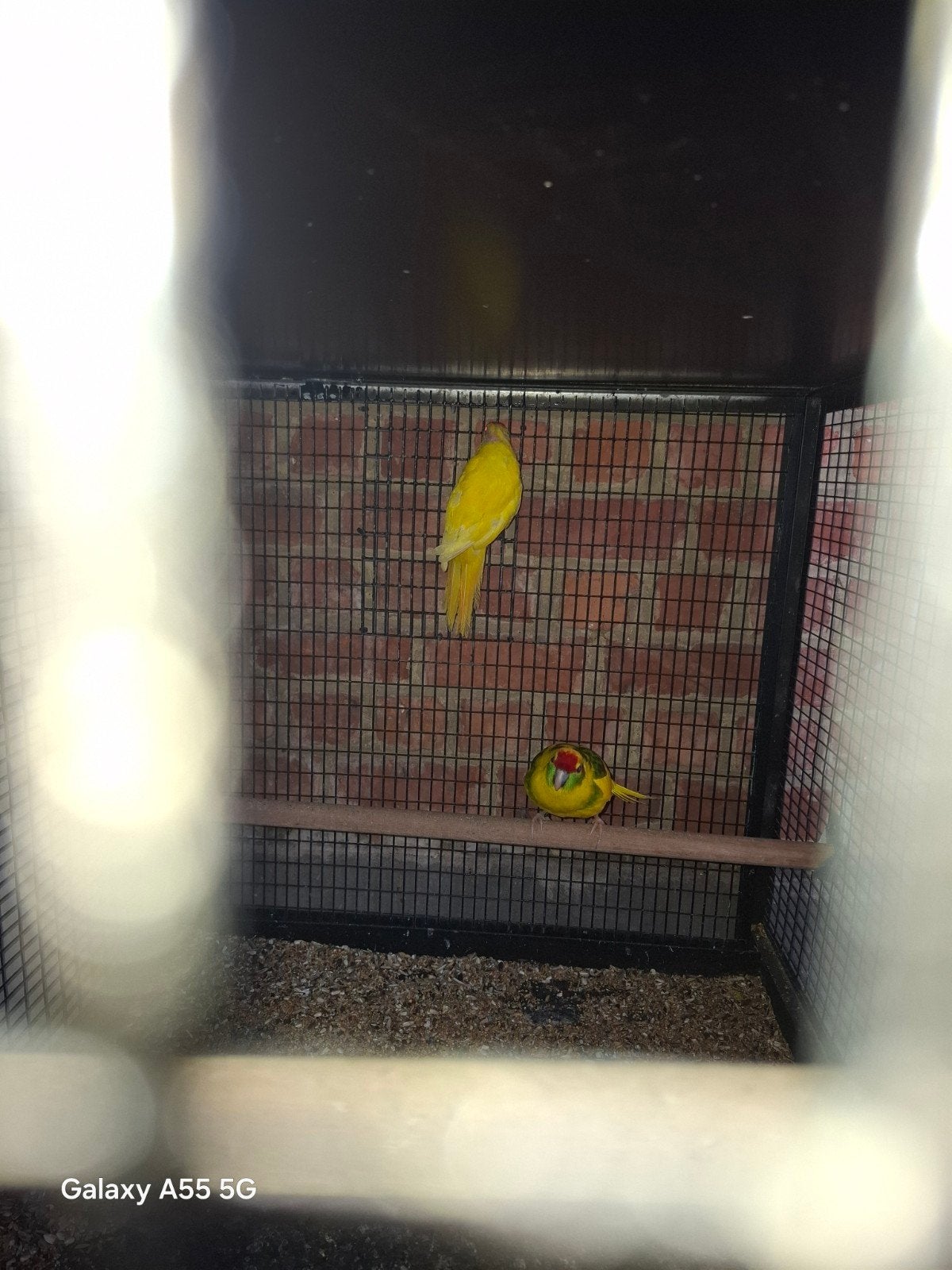 2 koppels, Dieren en Toebehoren